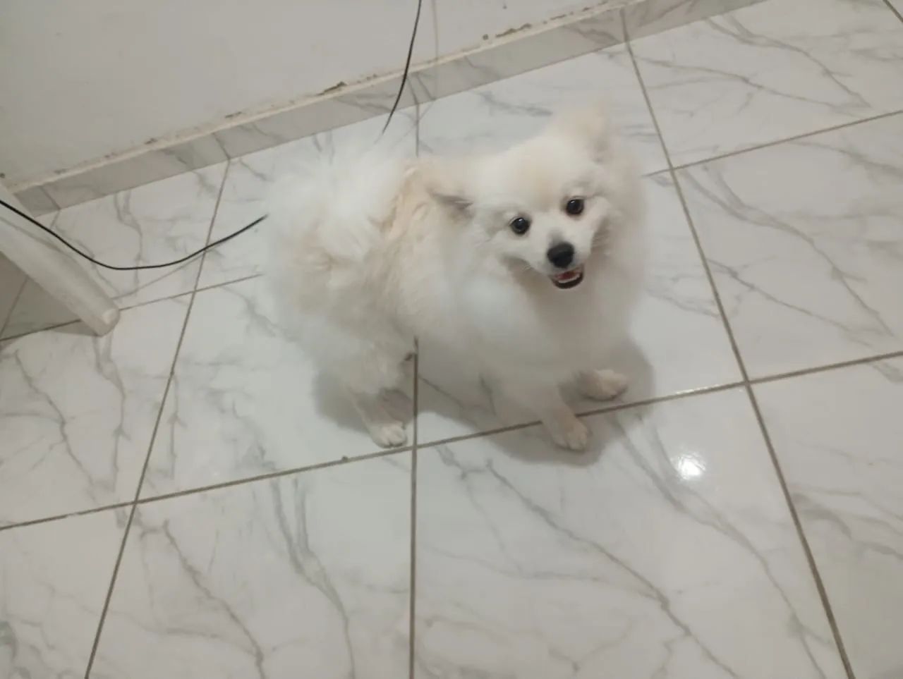 Cachorro  - Foto 4