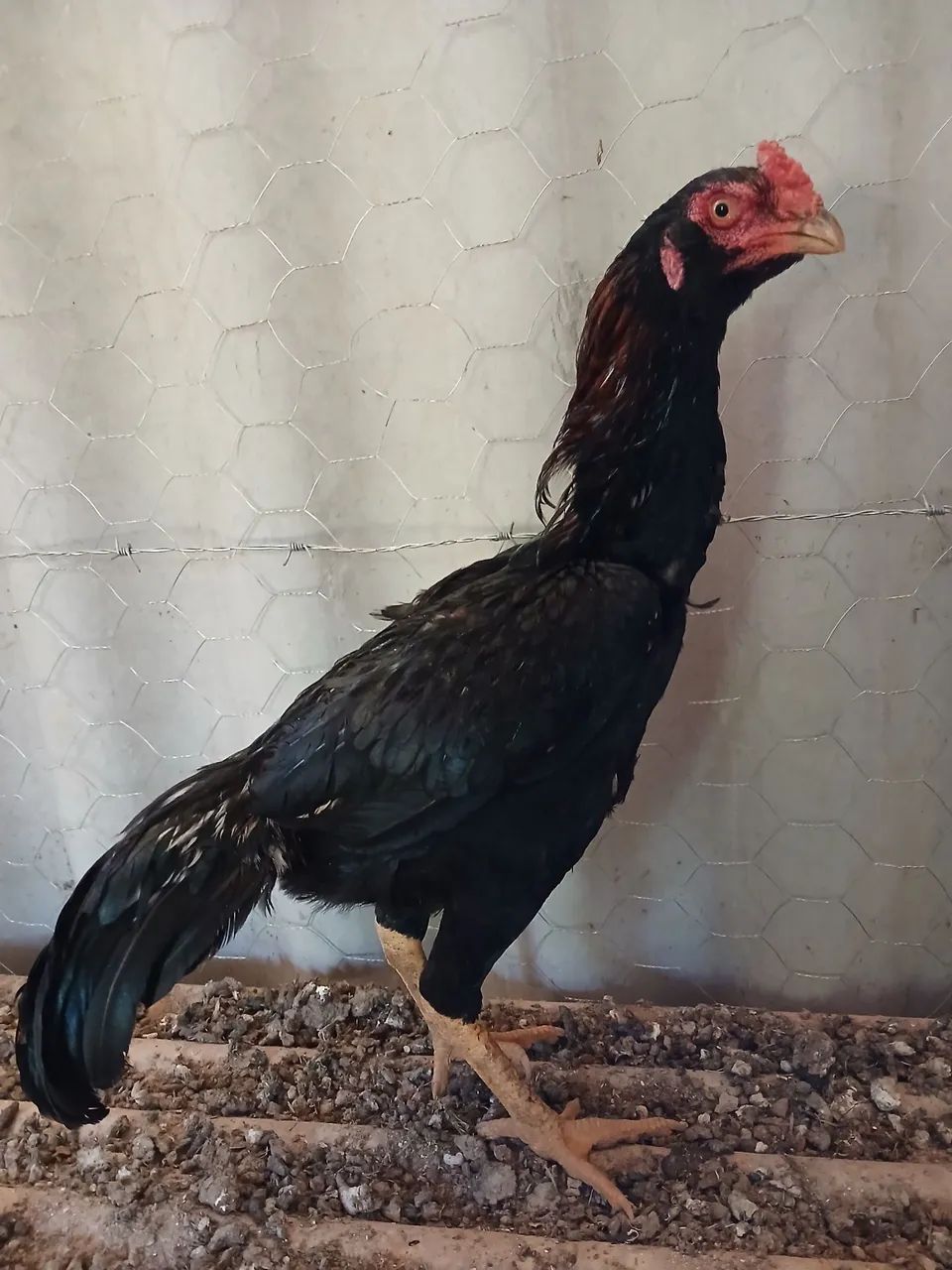 Frango - Foto 5