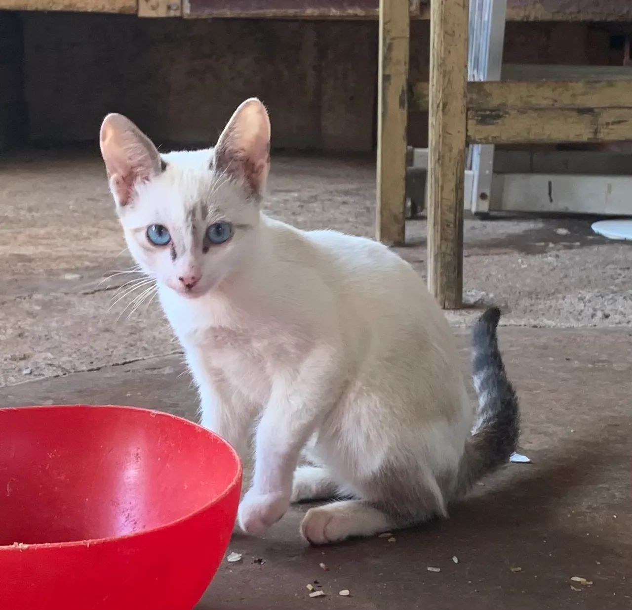 Doar gatinhos