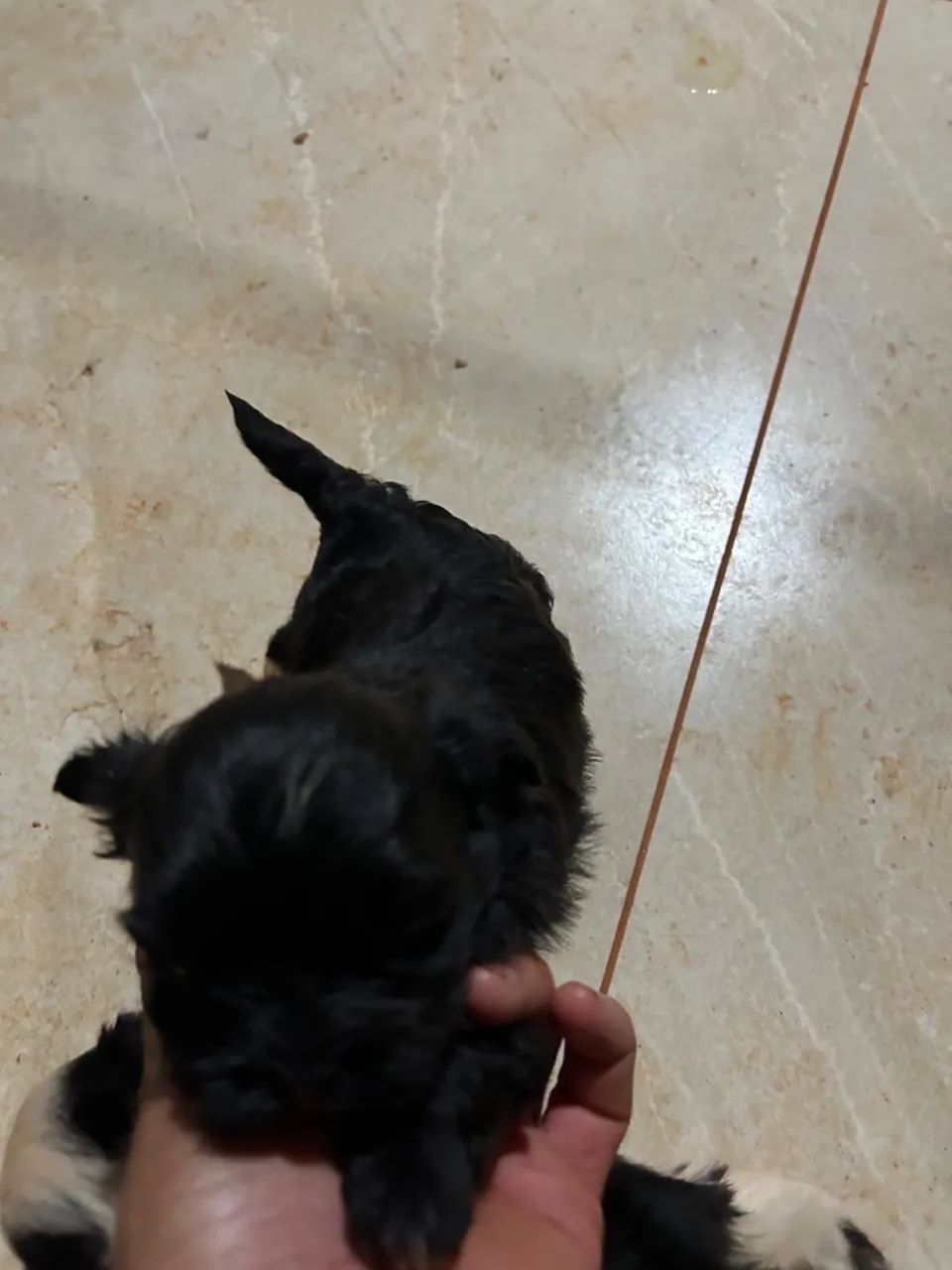 Vendo filhotes de shitzu  - Foto 2