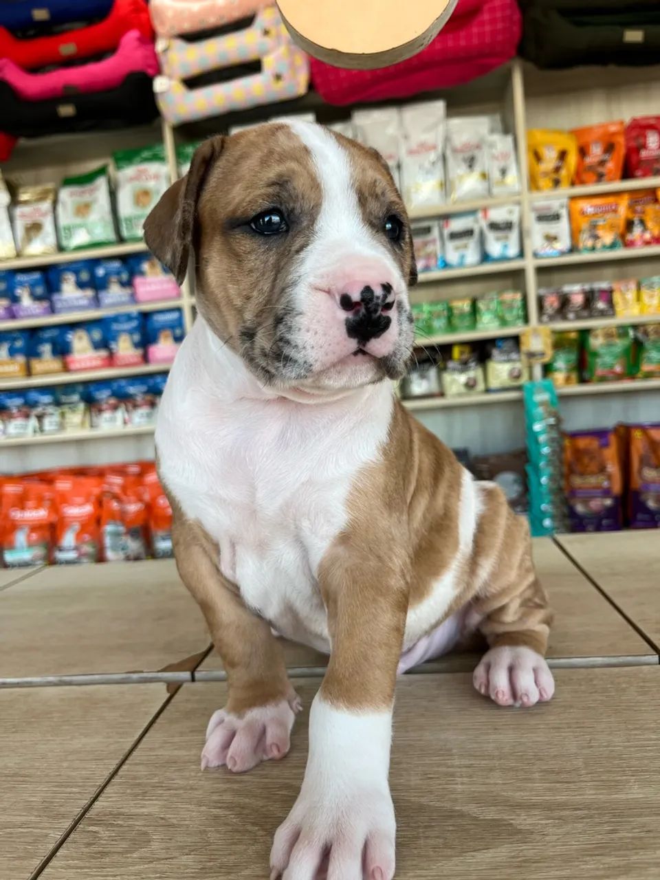 Filhotes de Pit Bull 