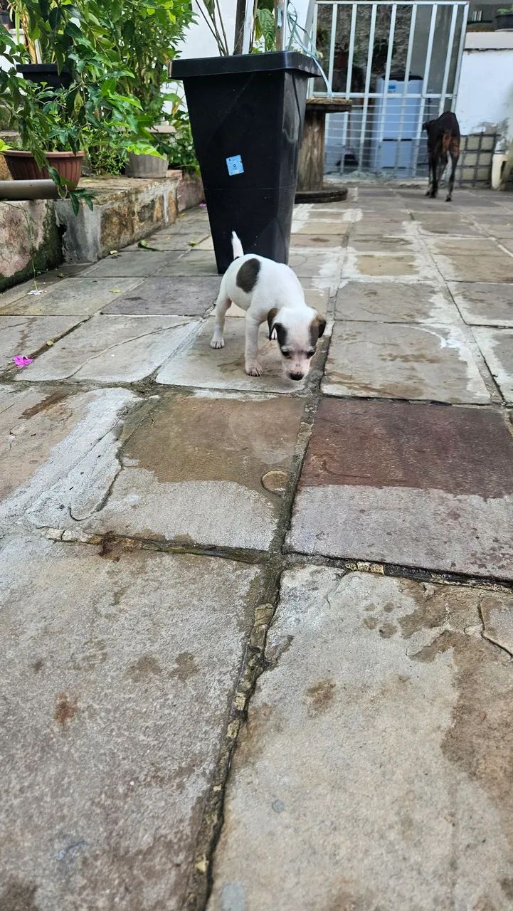 Doação de cachorrinhos.  - Foto 2