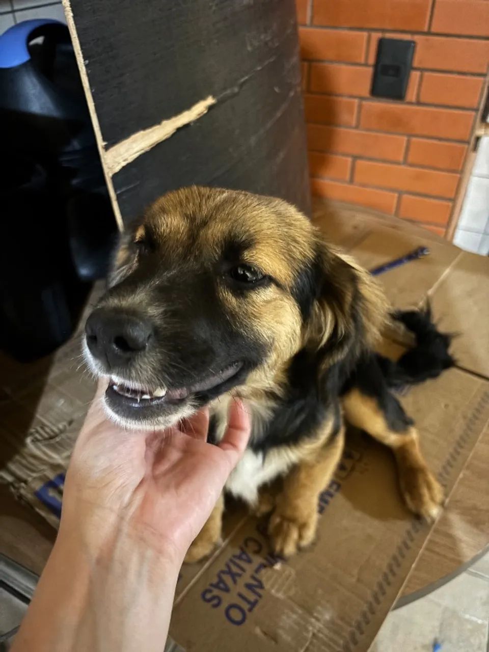Cachorrinhos para doação 