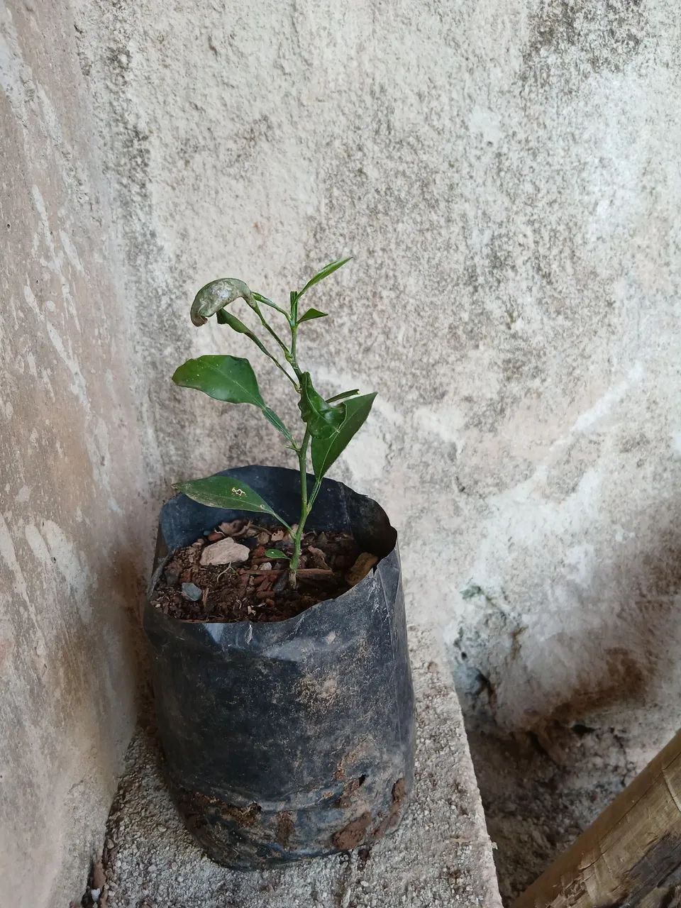 Mudas de laranja  - Foto 3