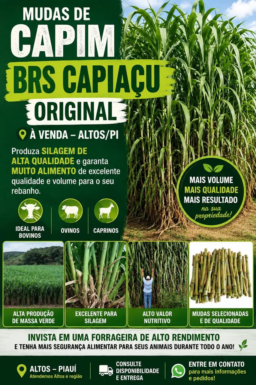 Capiaçu BRS original 