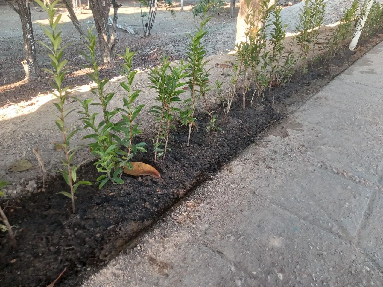 Trabalho com jardinagem - Foto 3