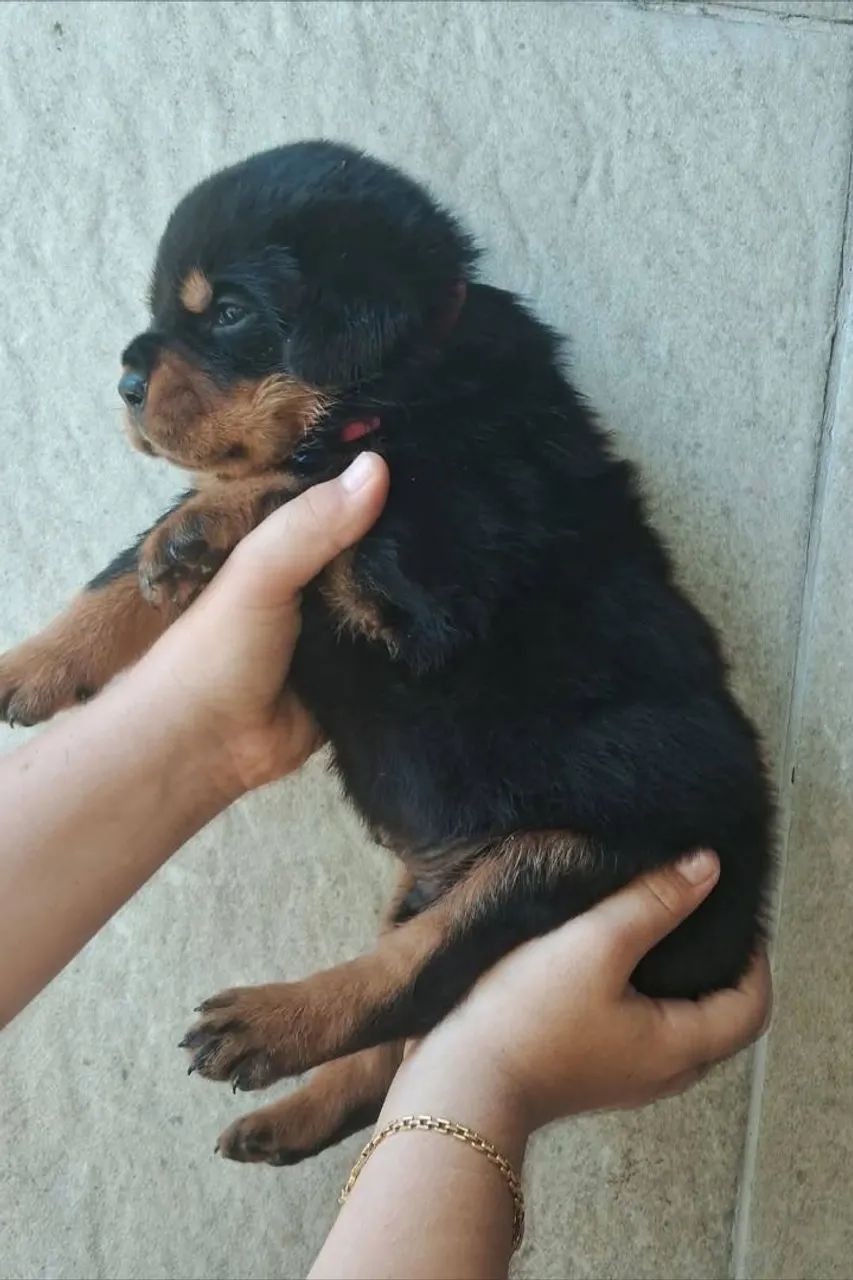 Rottweiler  - Foto 5