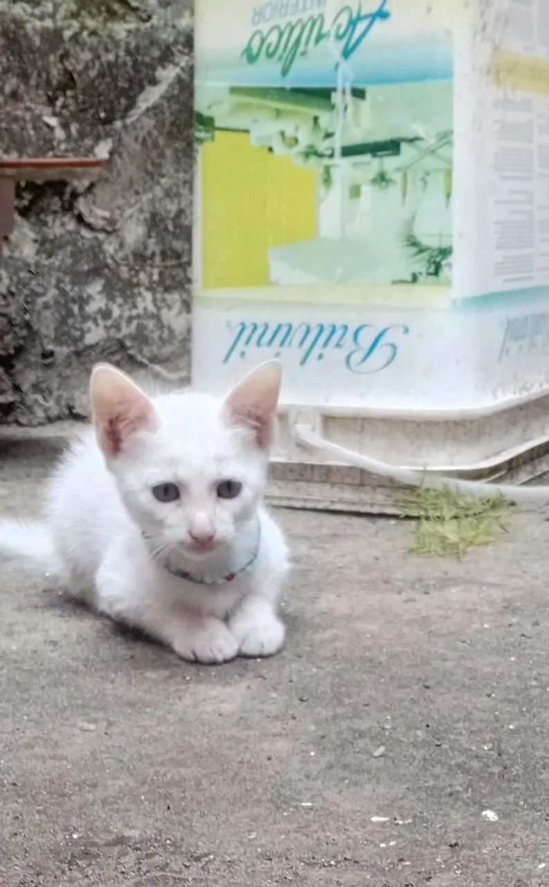 Adote um felinofique feliz e ele mais feliz!!!? - Foto 4