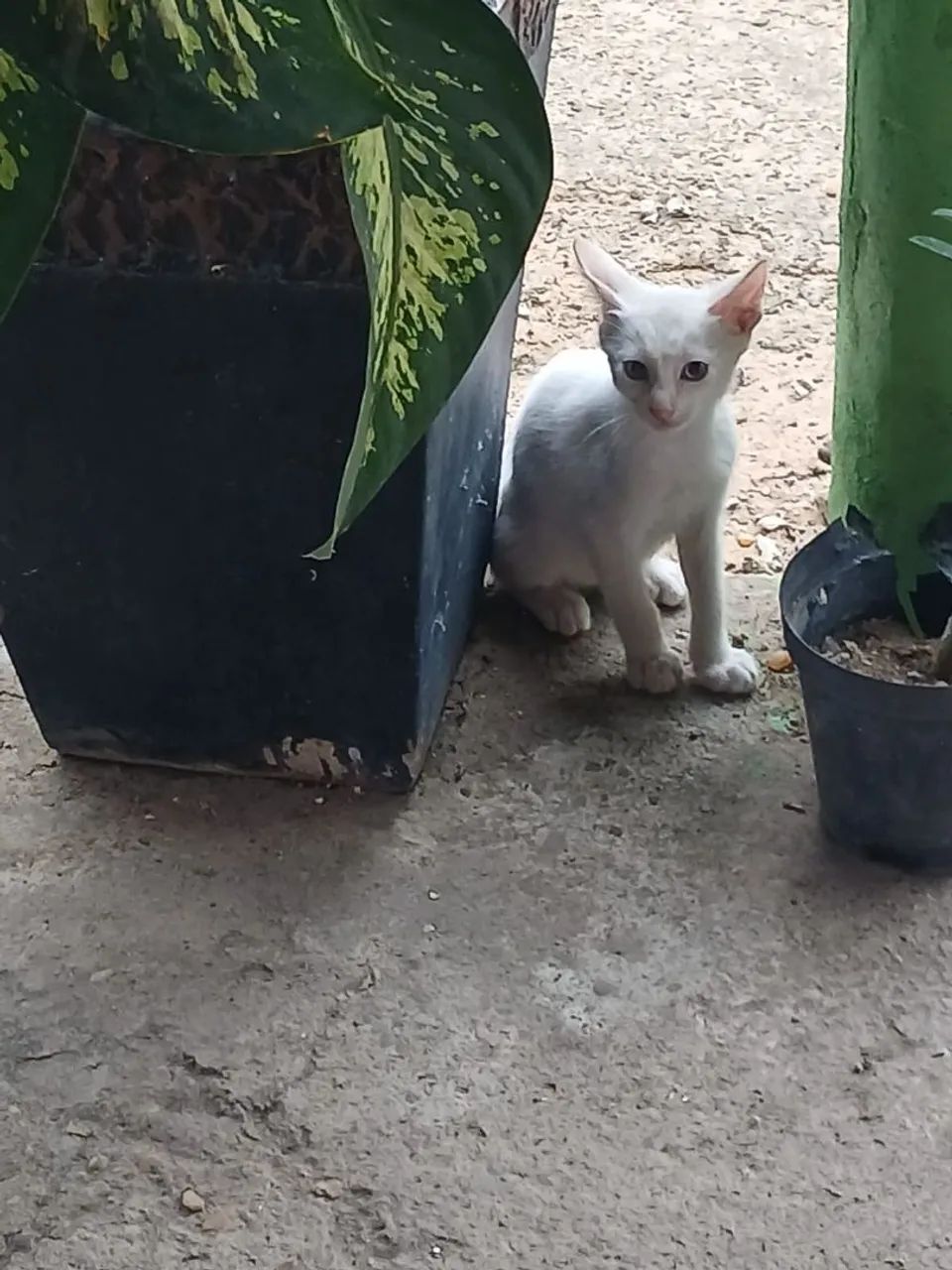 Gatinhos - Foto 2