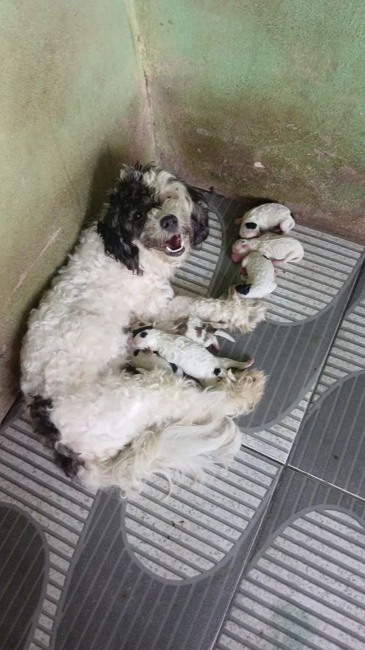 Vende-se filhote de Poodle  ?  - Foto 4