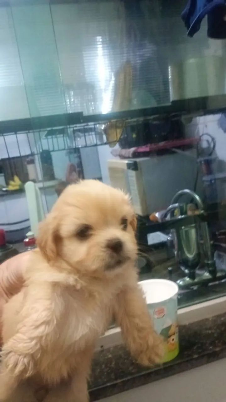 Cachorro ?  - Foto 2