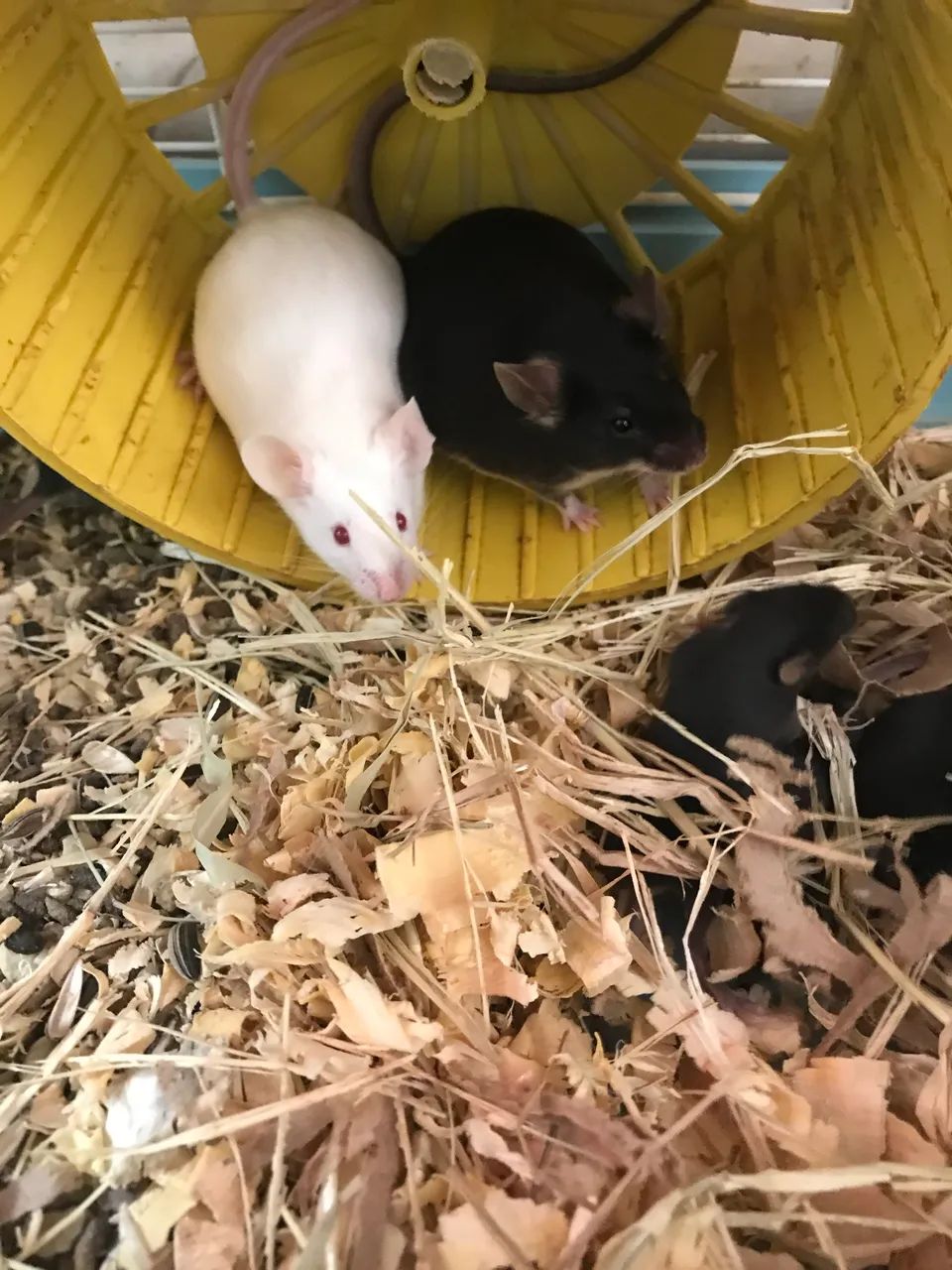Camundongos neonatos