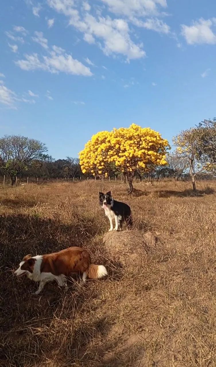 Border collie - Foto 4