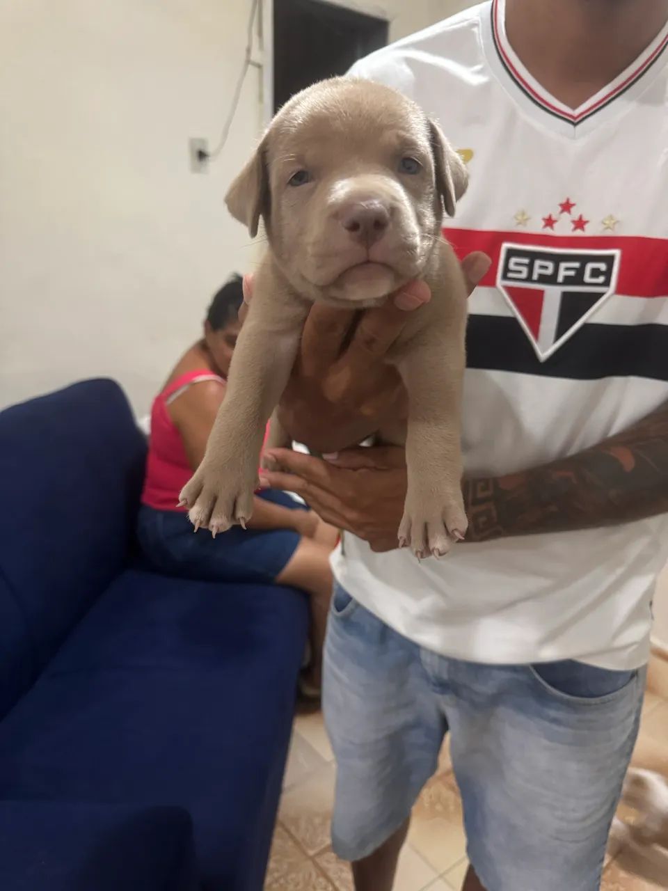 Pitbull  - Foto 5