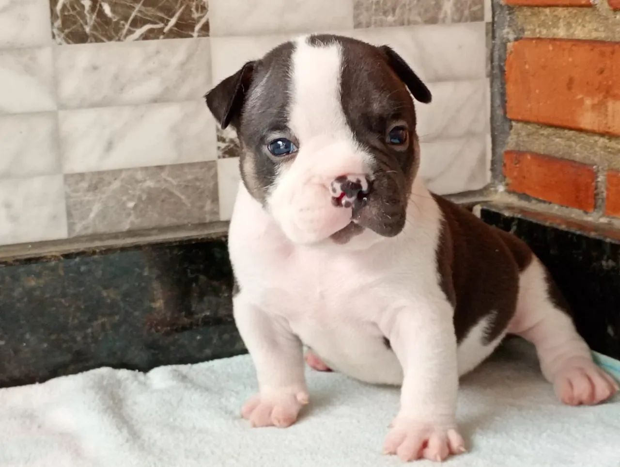 Filhotes American bully  - Foto 5