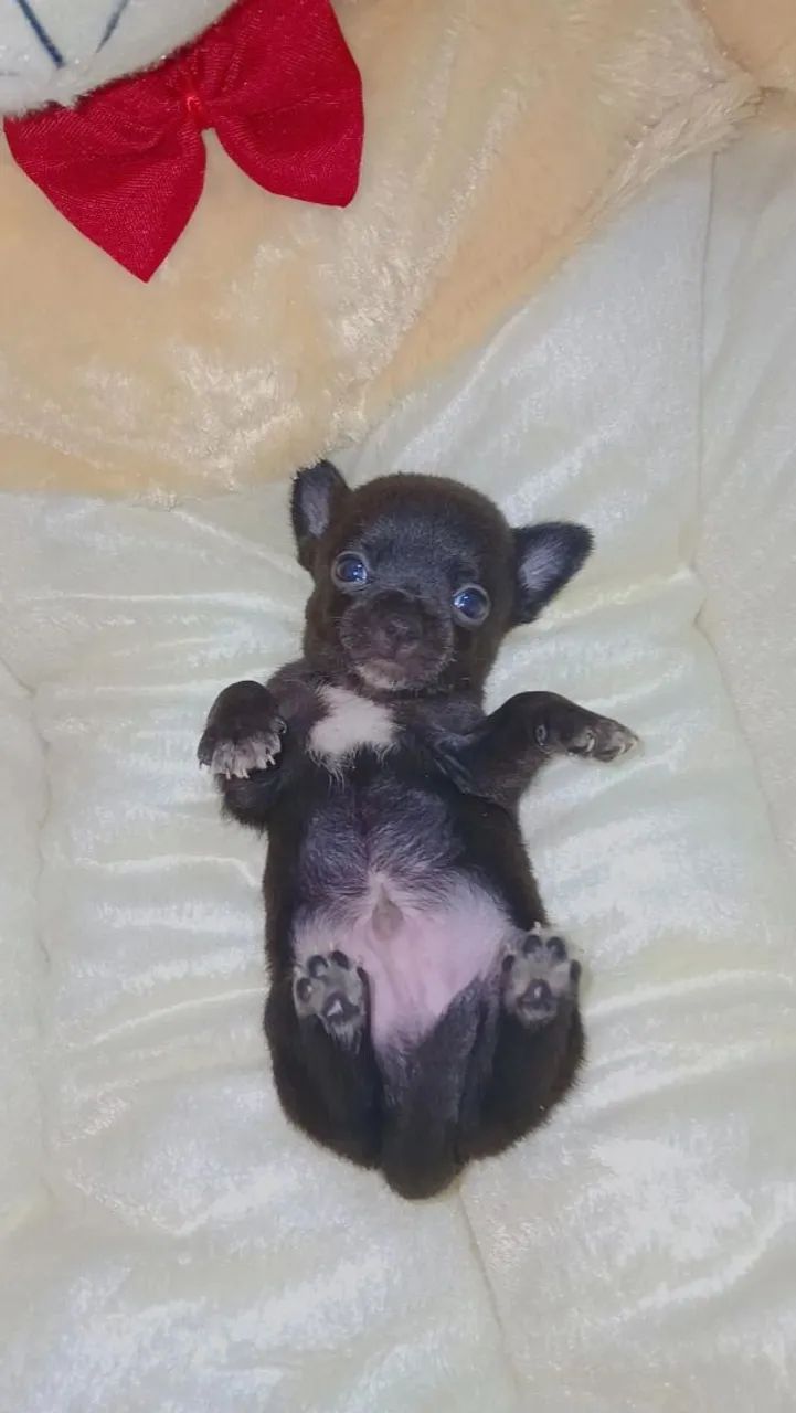 Macho chihuaua  - Foto 2