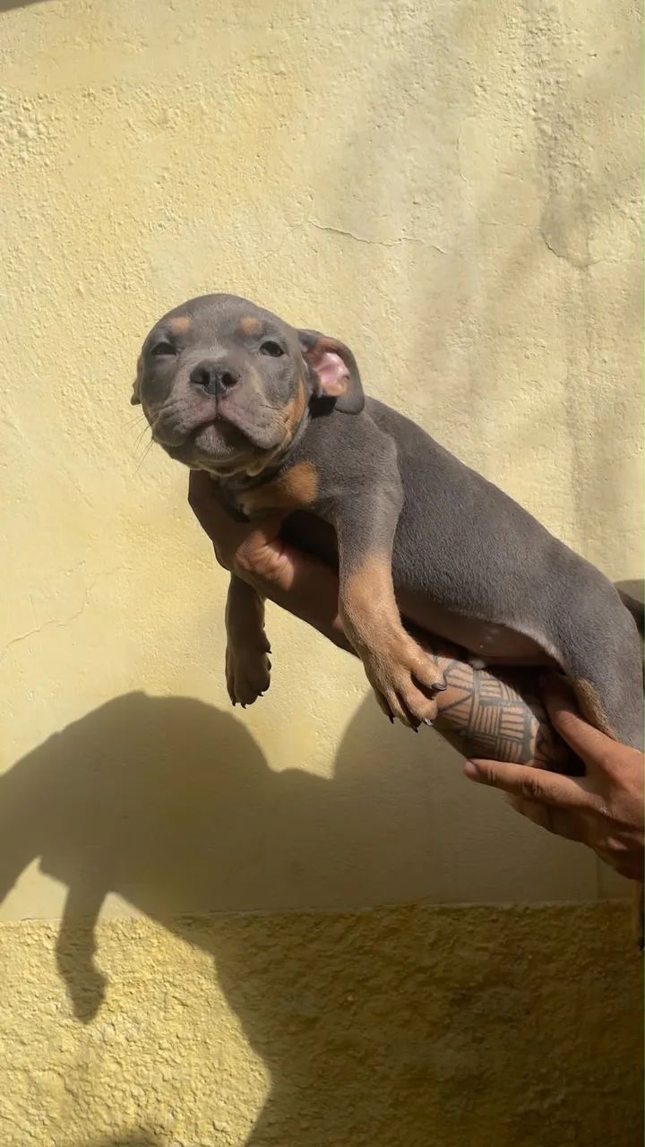 American Bully - Foto 4