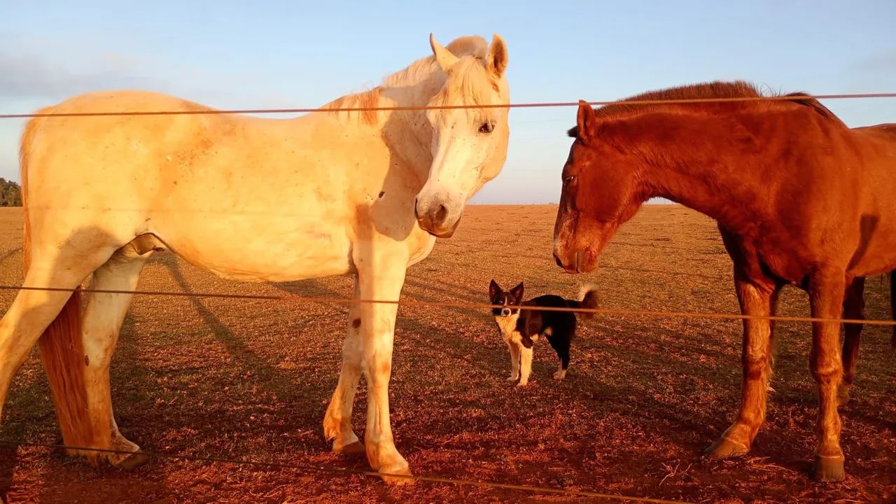 Vendo cavalo  - Foto 5