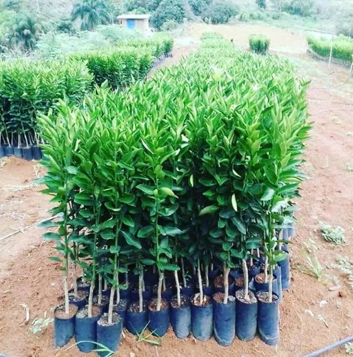 Mudas frutíferas  - Foto 3