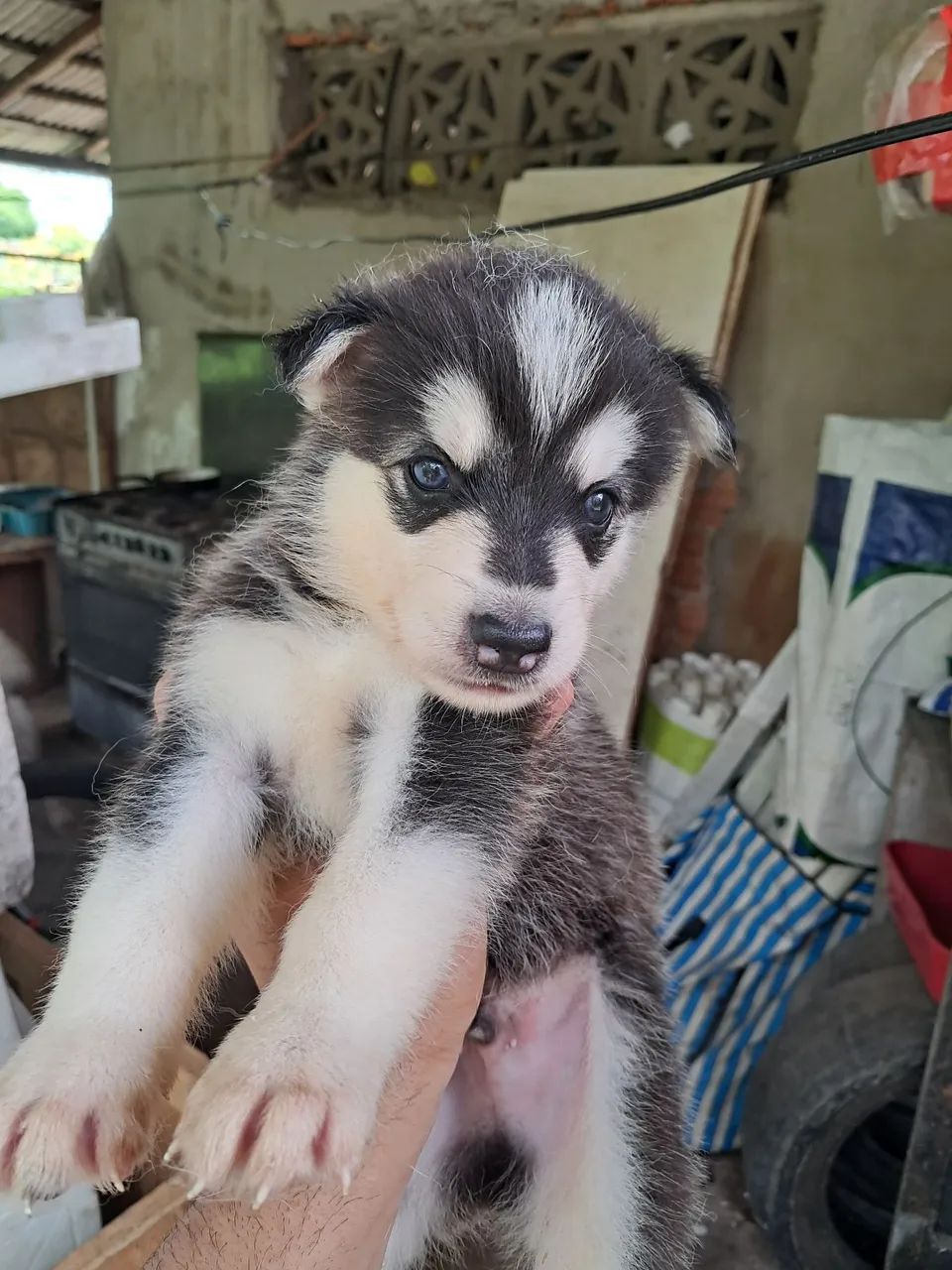 Husky siberiano  - Foto 4