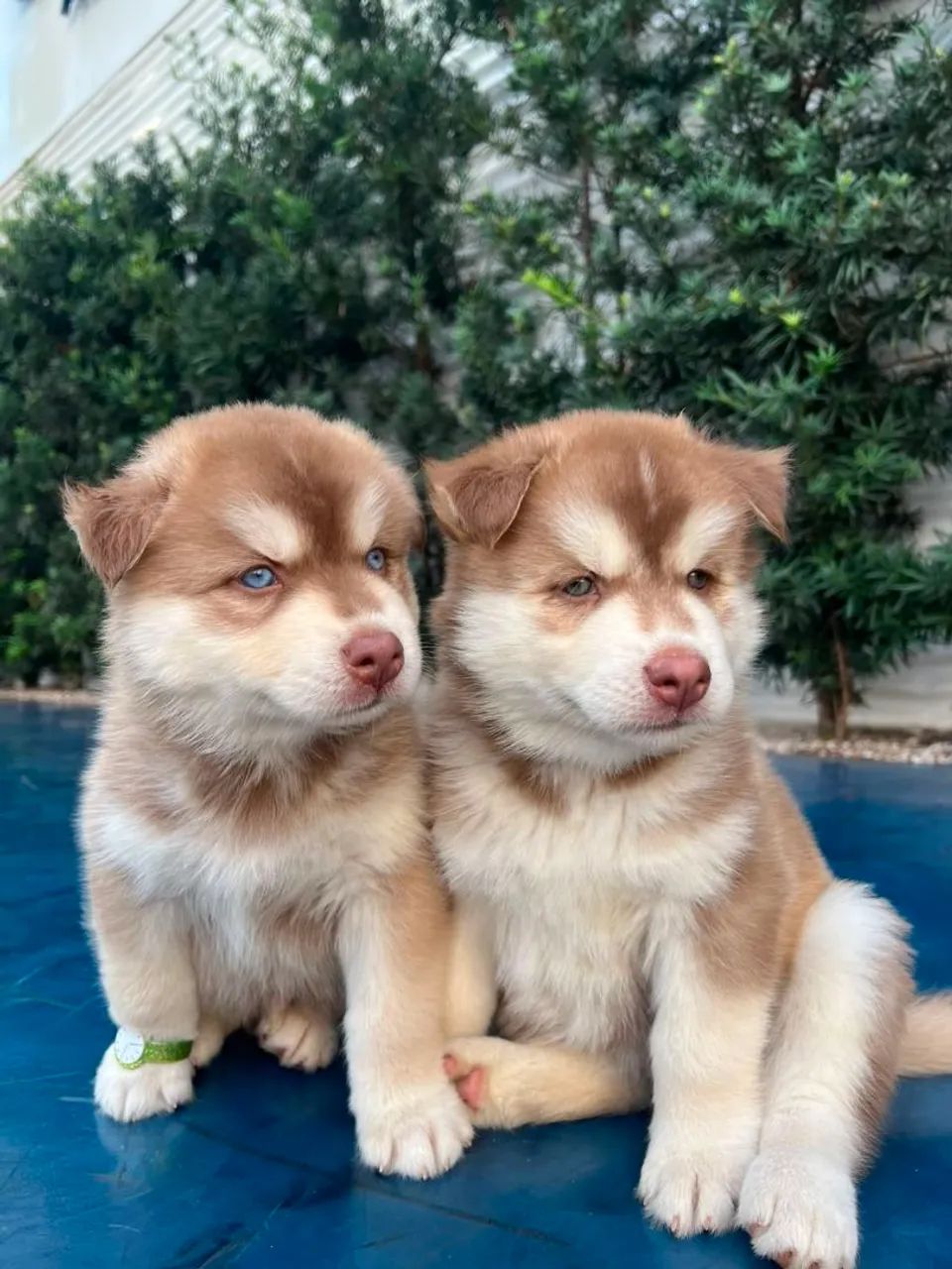 Husky siberiano  - Foto 2