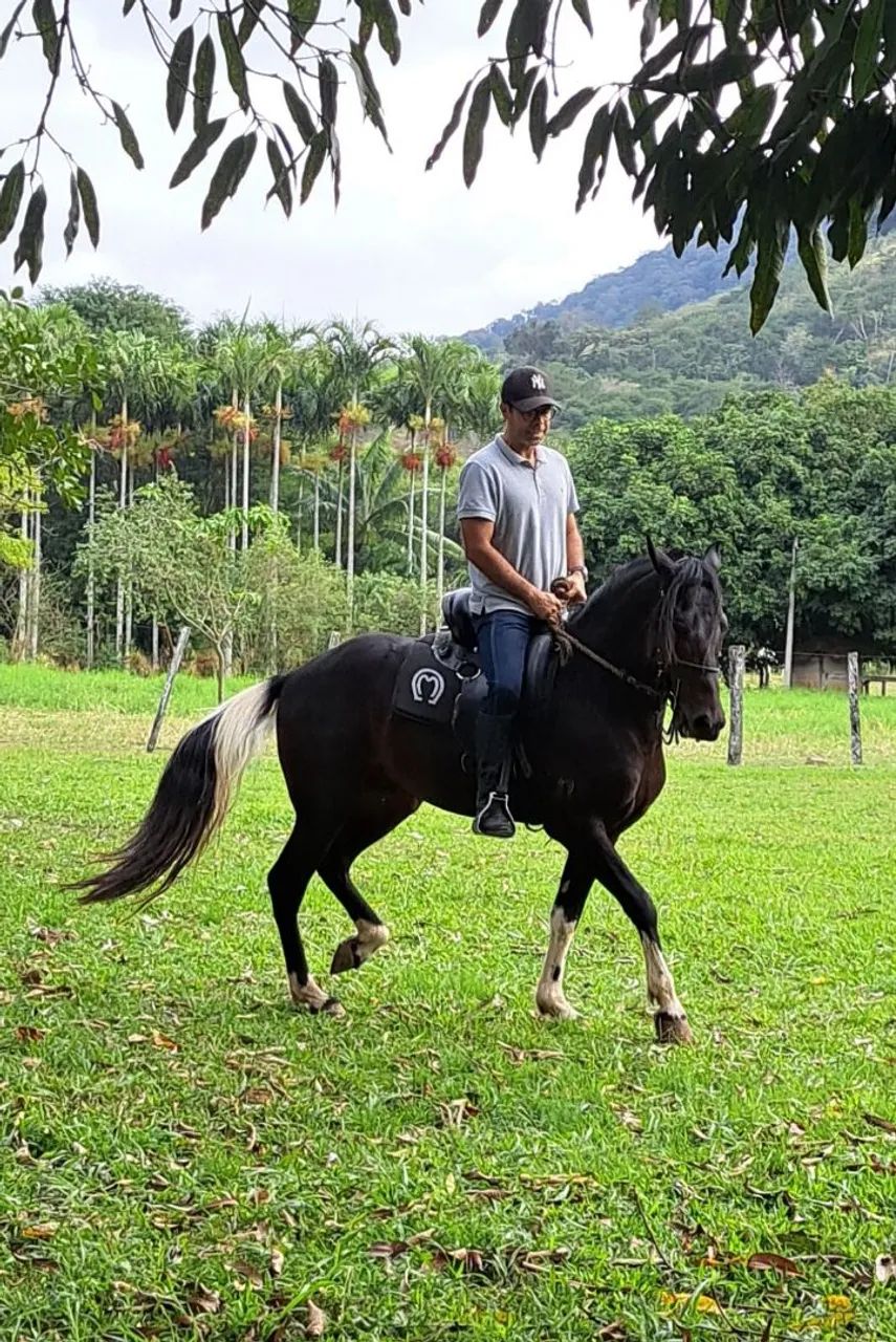 Mangalarga Marchador 