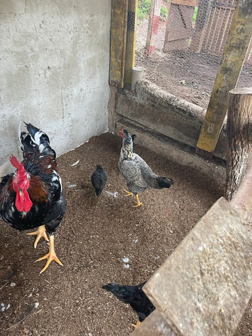 Galinhas e frangos - Foto 4