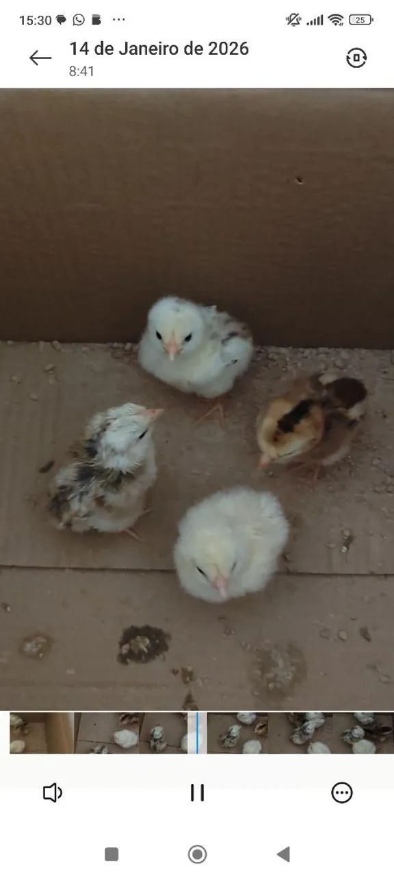 Pintos de índio gigante  - Foto 2