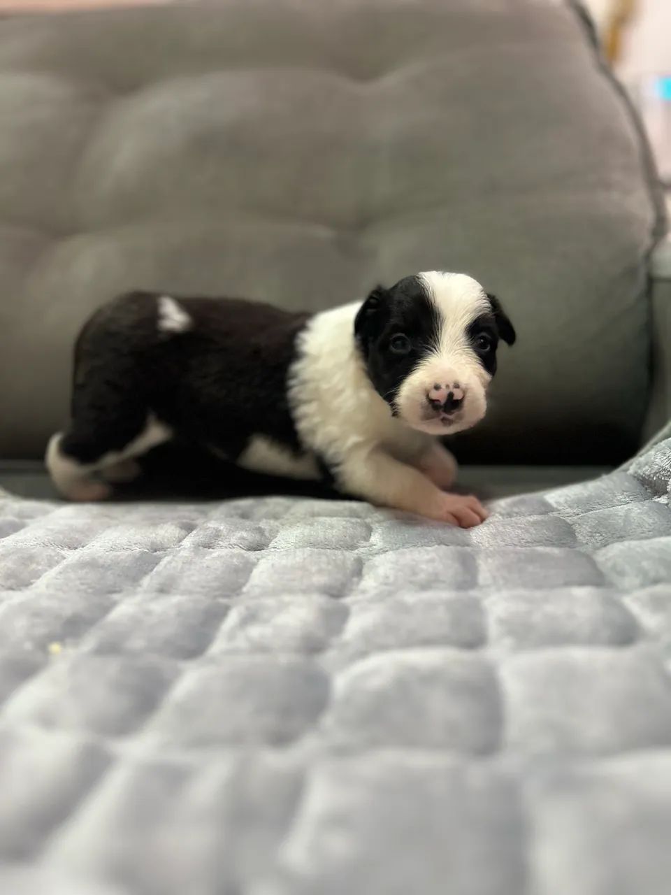 Border Collie - Foto 3
