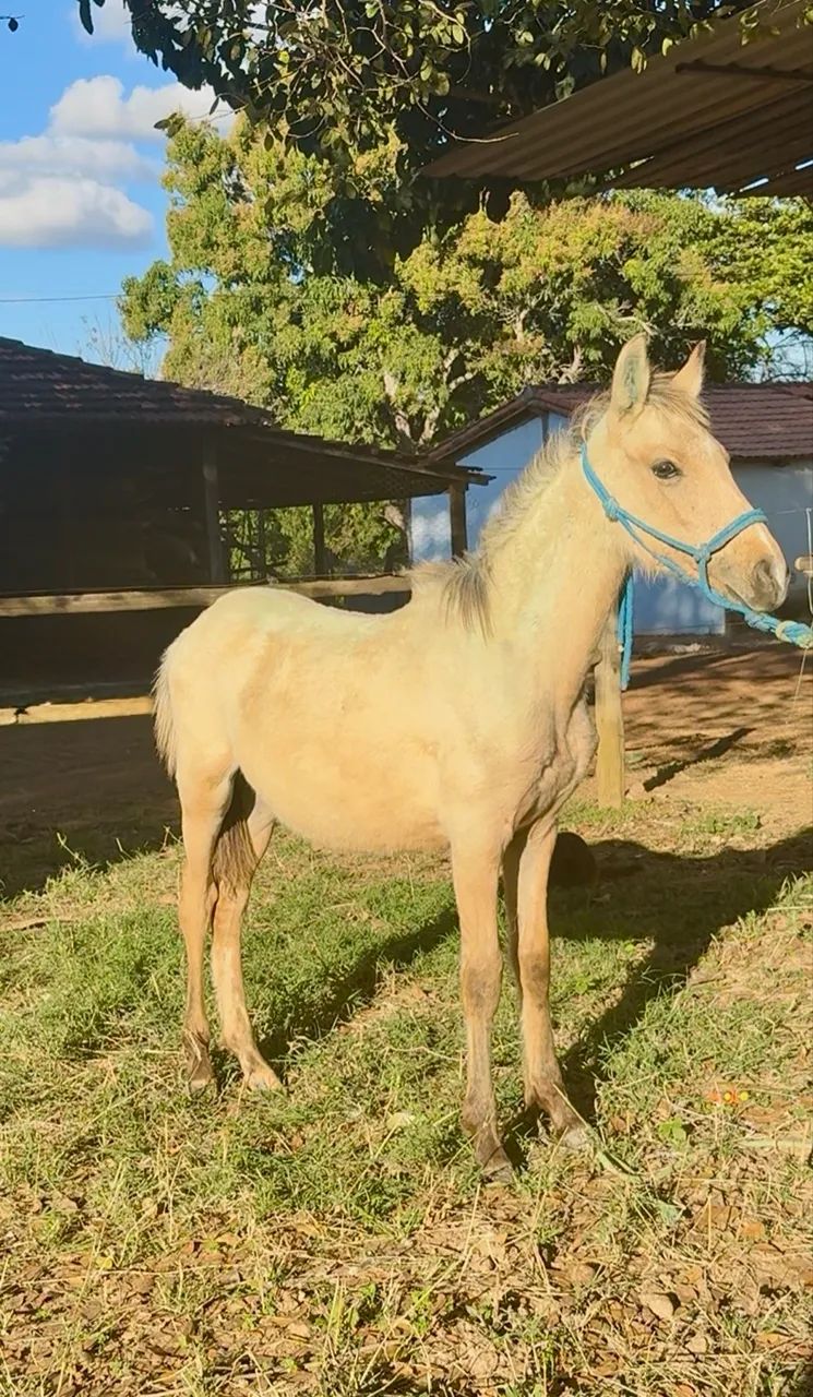 Potro loiro lindo - Foto 2