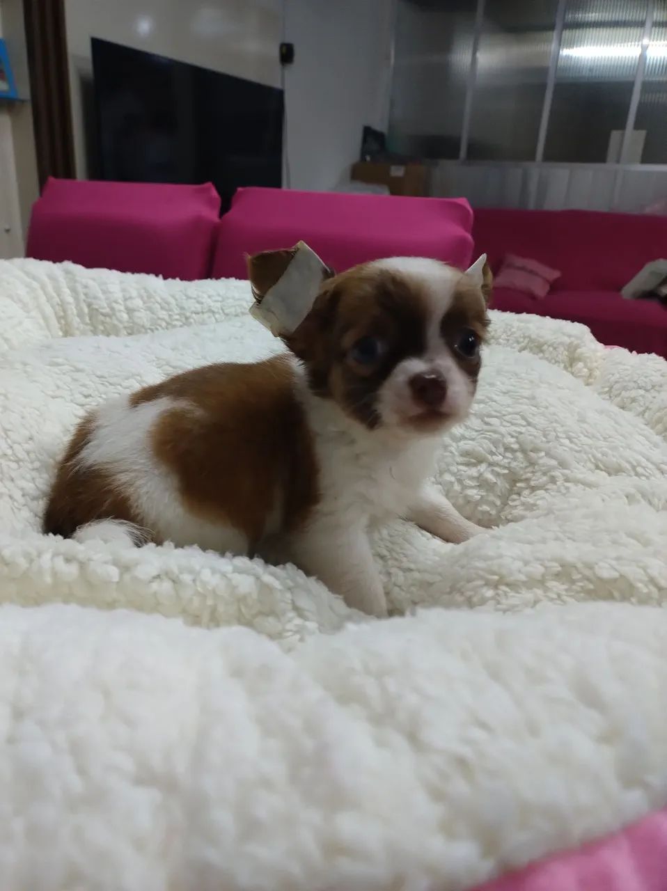 Último macho pelo longo - Foto 4