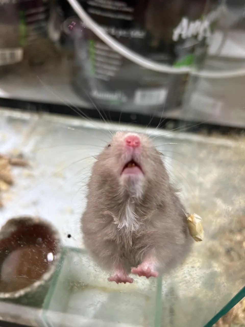 Hamster sírio  - Foto 2