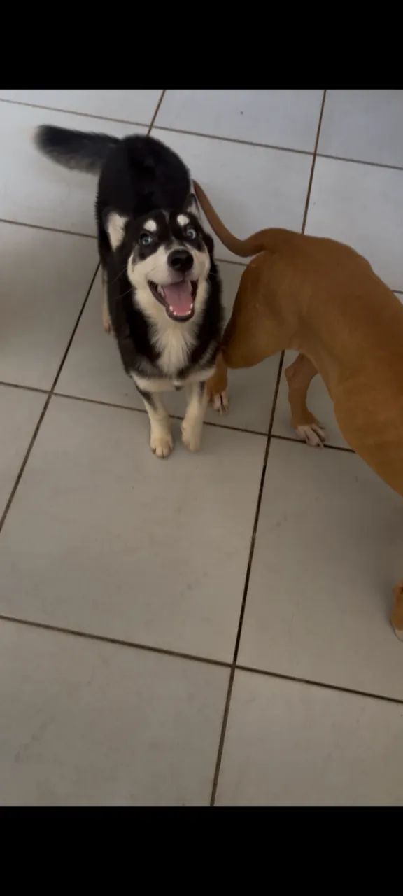 Husky siberiano  - Foto 2