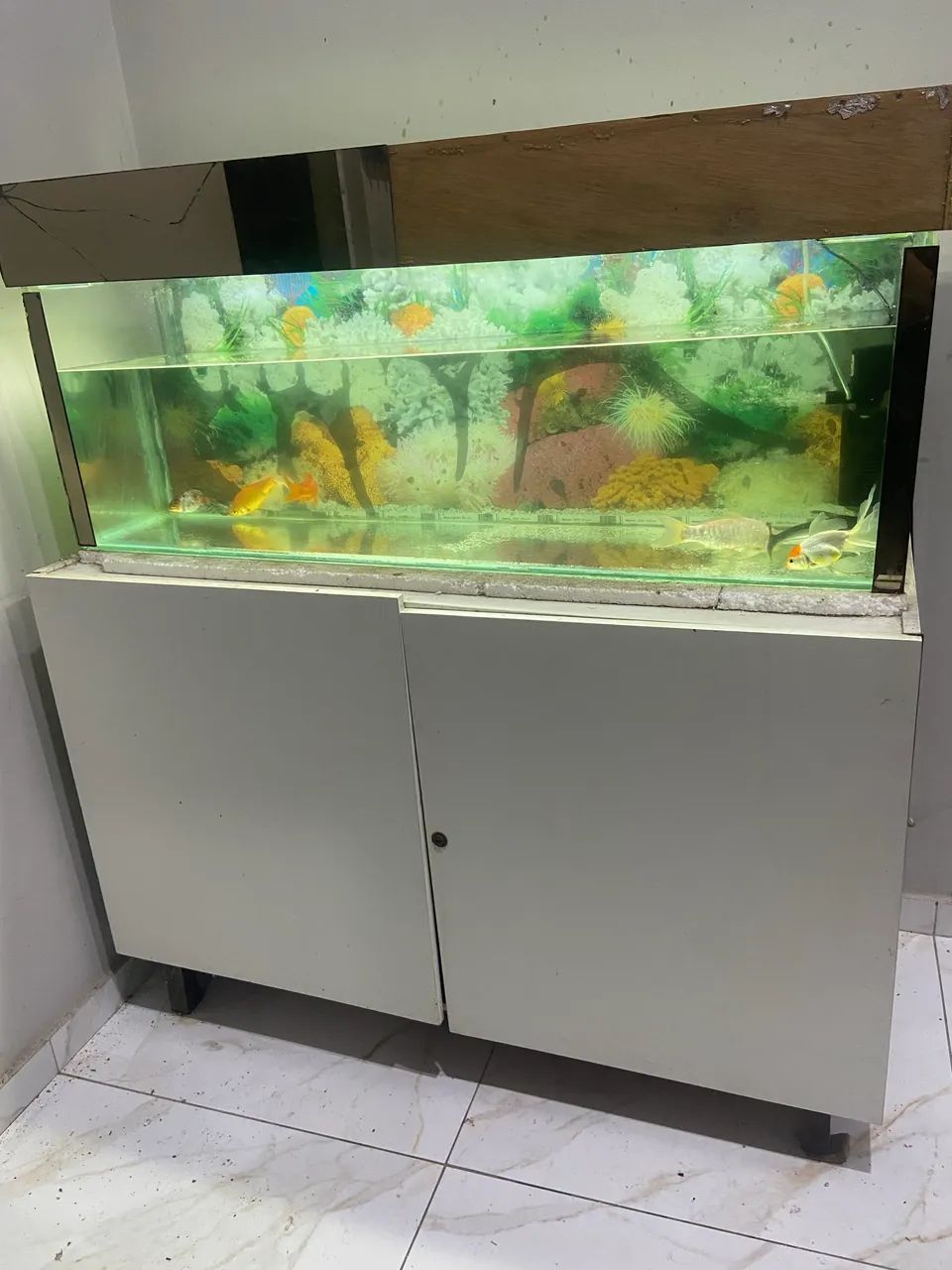 Aquario 
