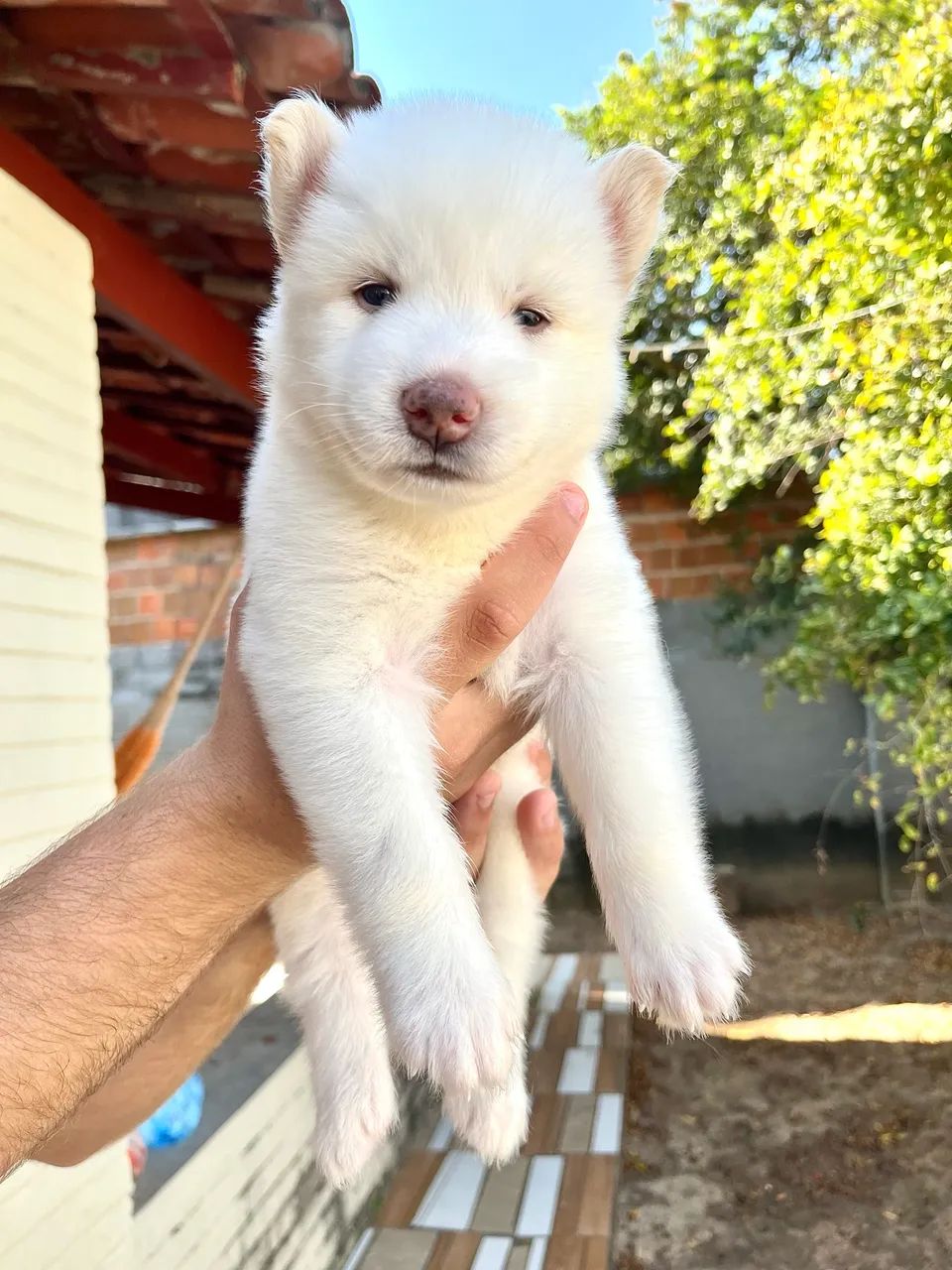 Husky Siberiano  - Foto 3