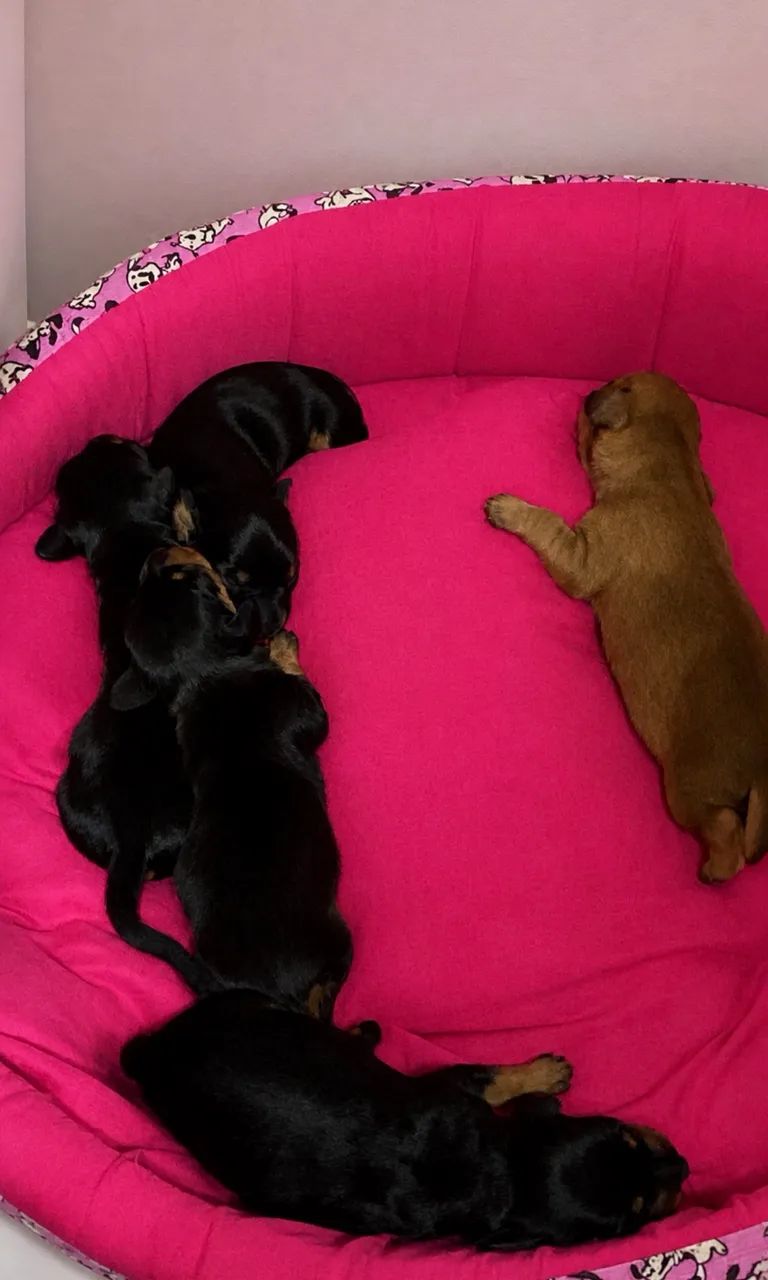 Dachshund 