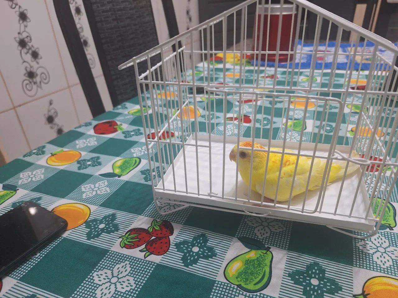 Disponivel - Foto 4