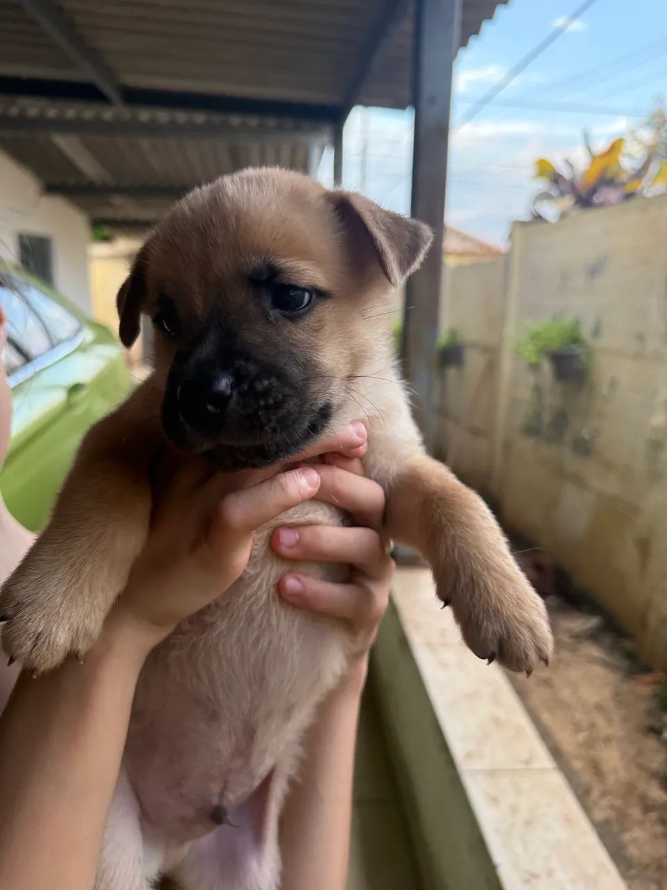 Filhote cachorro