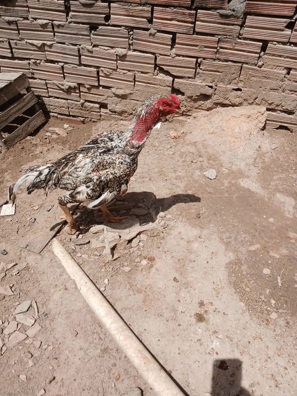 Galo  - Foto 2