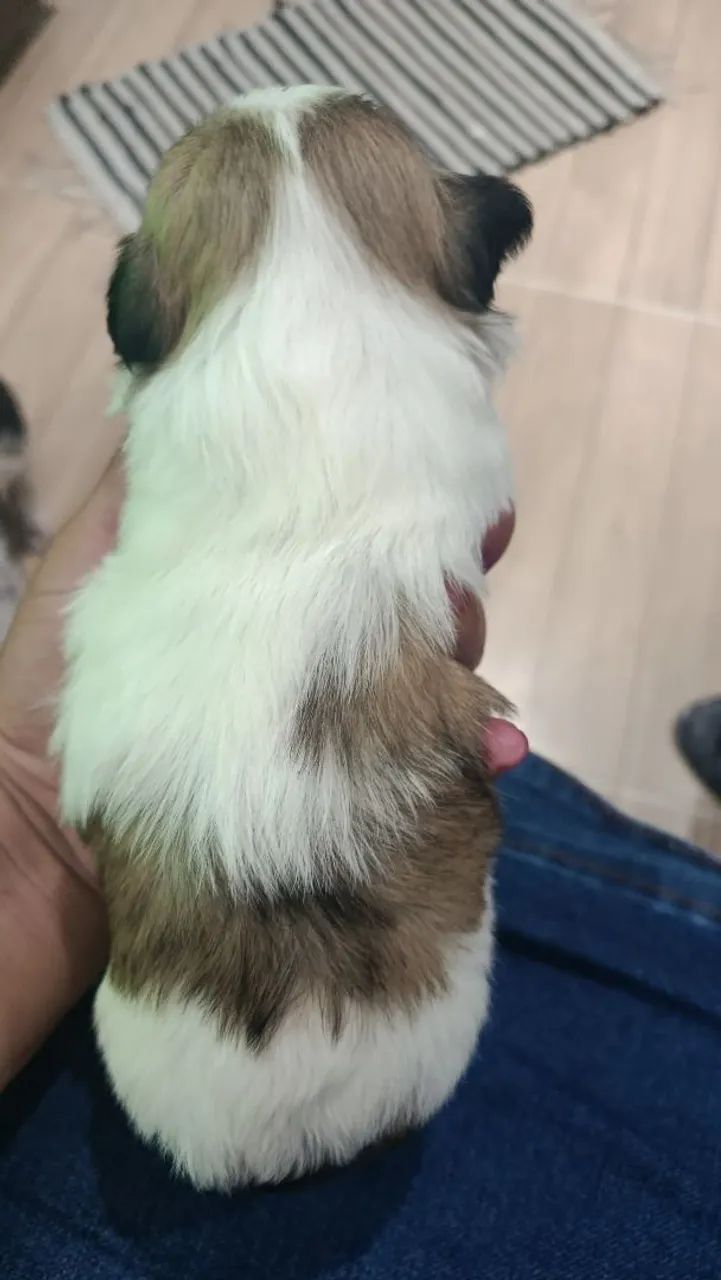 Shih Tzu 