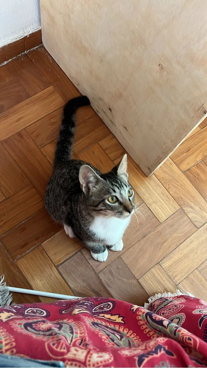 Adoção Responsável  - Foto 2