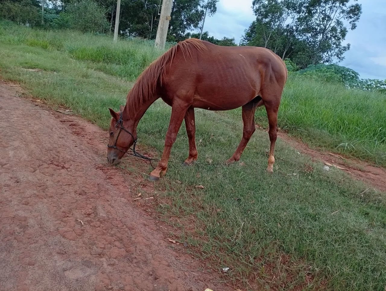 Potro manso - Foto 3