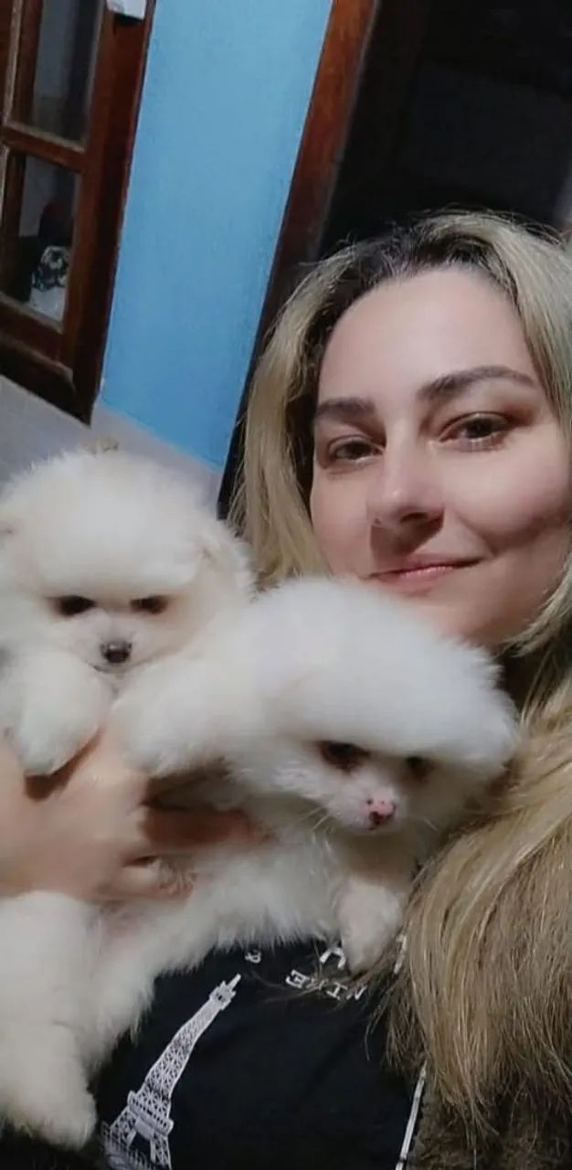 LULU DA POMERÂNIA PROMOÇÃO!! 