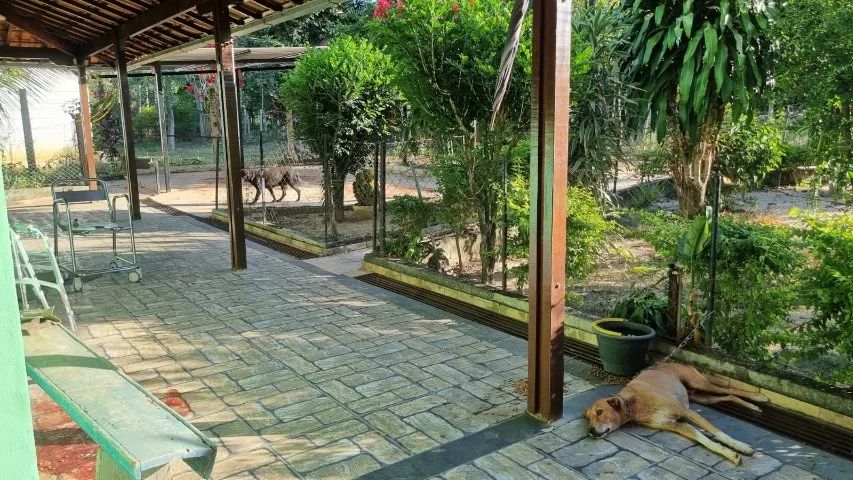 Chacara com varanda e pomar e muita paz - Foto 5
