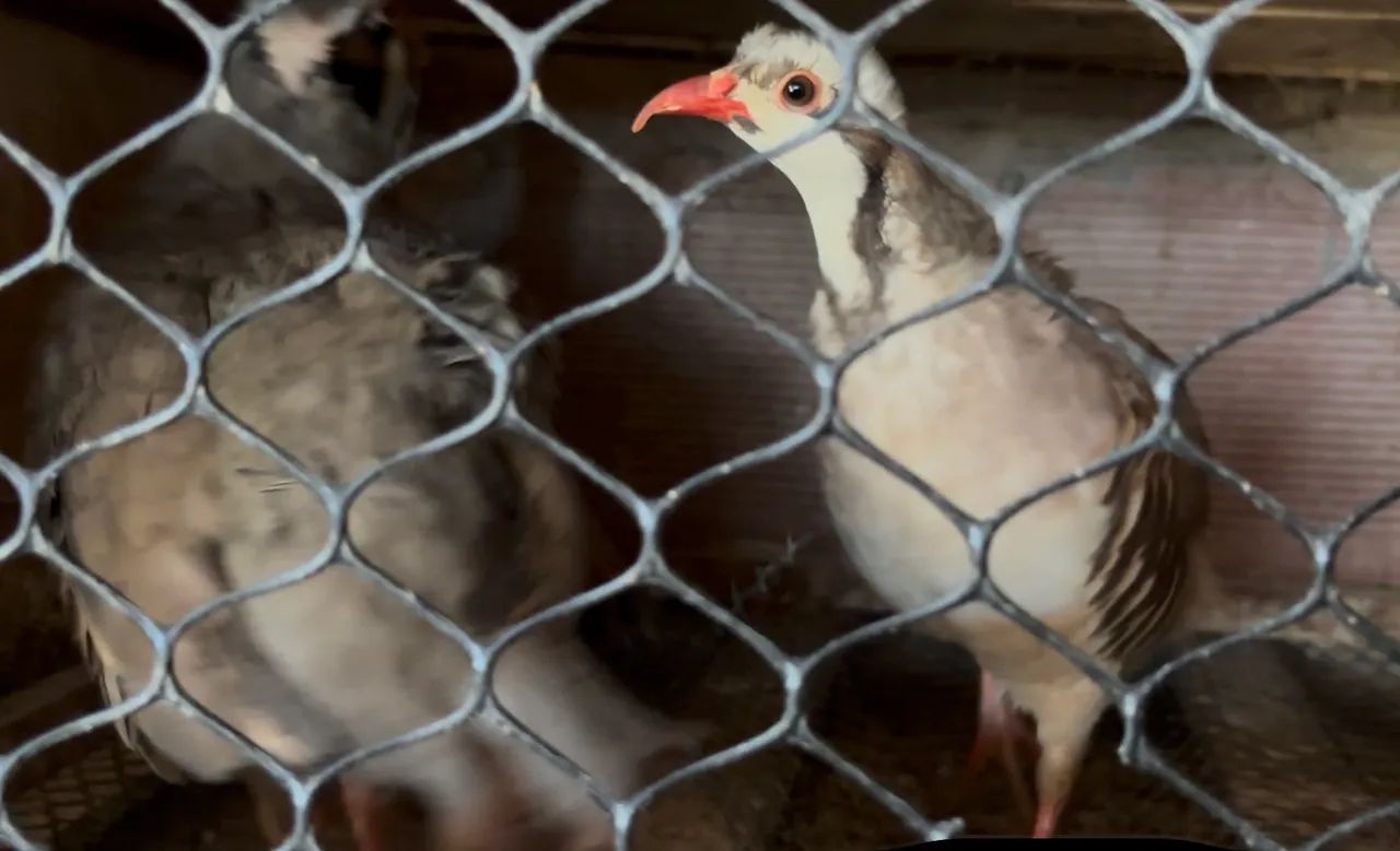 Perdiz chukar  - Foto 2