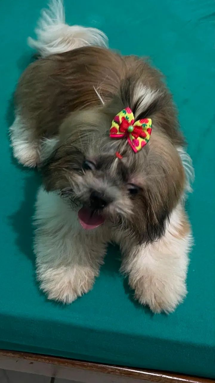 Fêmea 9 meses - Foto 2