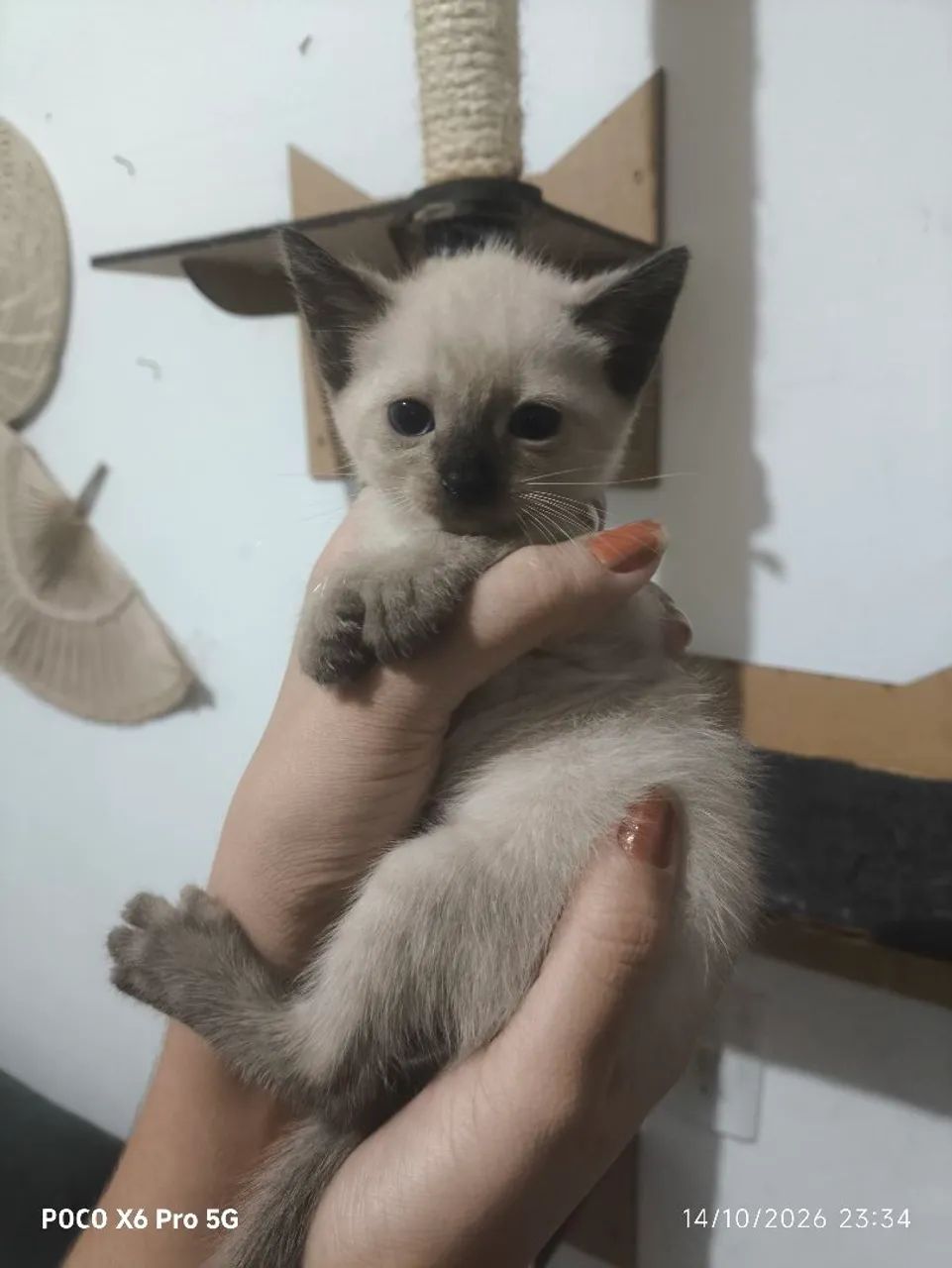 Gato para adoção  - Foto 2