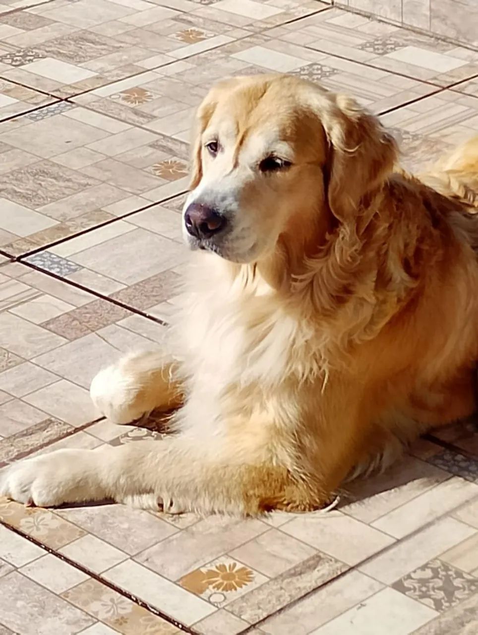 Goldens Filhotes - Foto 4