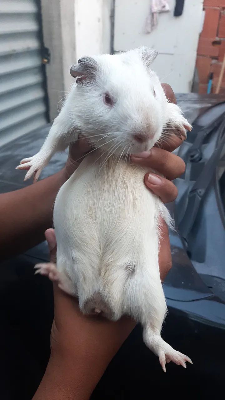 Porquinhos da Índia - Foto 2