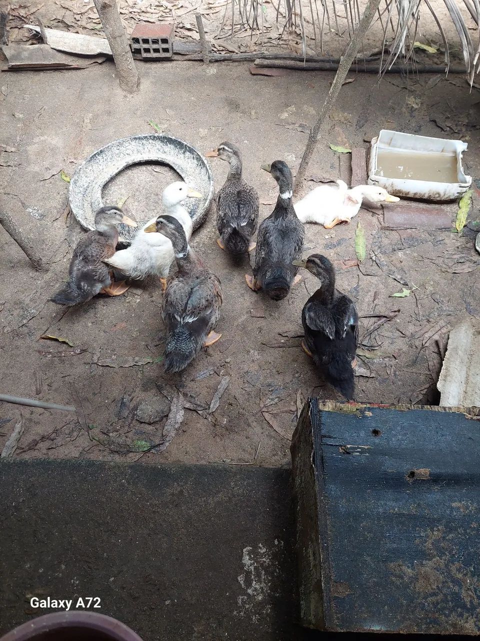 Patos e marrecos de varias idades  - Foto 2